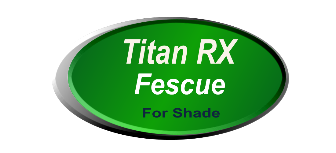 Titan RX Fescue For Shaded Areas, Prices, Quotes, Bids